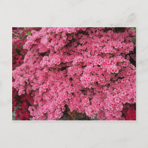 Cartão Postal Cluster Azalea