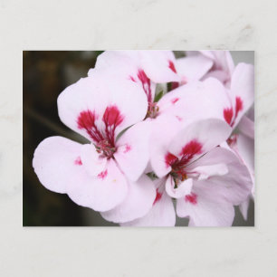 Cartão Postal Cluster de Bonito Blossomas de Gerânio Branco e Ro