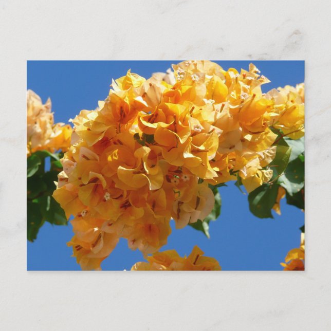Cartão Postal Cluster de Bougainvillea Floral Ouro (Frente)