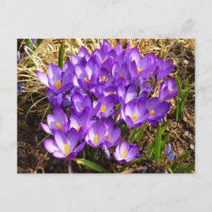 Cartão Postal Cluster de Crocuses Roxos Primavera