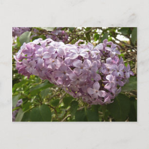 Cartão Postal Cluster de Lilac Blossoms Primavera Floral