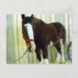 Cartão Postal Clydesdale