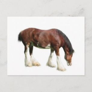 Cartão Postal clydesdale