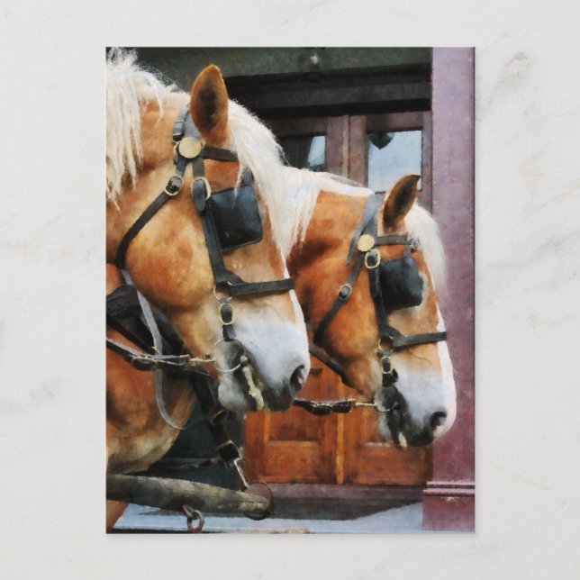 Cartão Postal Clydesdale Closeup (Frente)