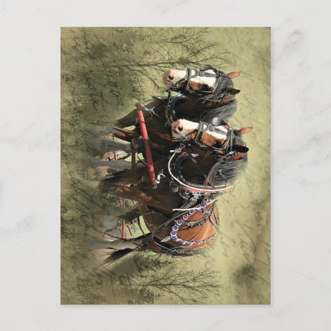 Cartão postal Clydesdale com Vintage Weathered (Frente)