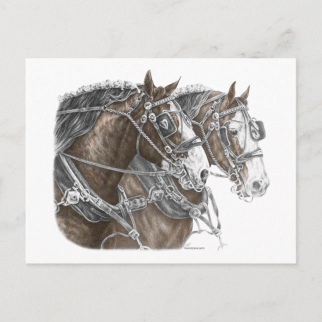 Cartão Postal Clydesdale Draft Horse Team (Frente)