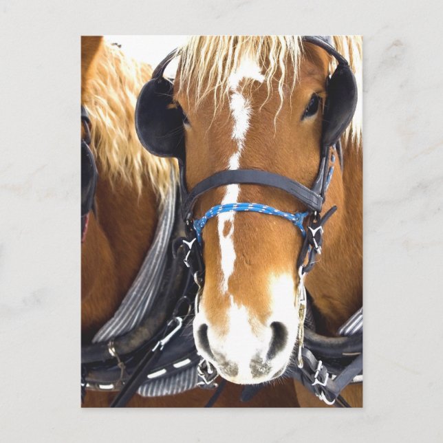 Cartão postal Clydesdale Draft Horses (Frente)