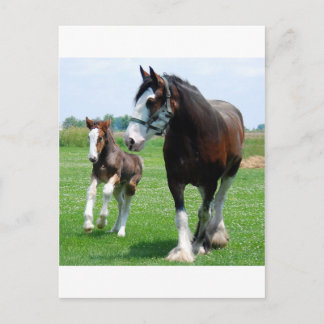 Cartão Postal Clydesdale e potro