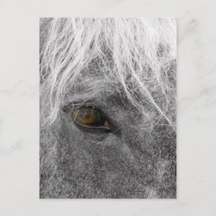 Cartão postal Clydesdale Horse