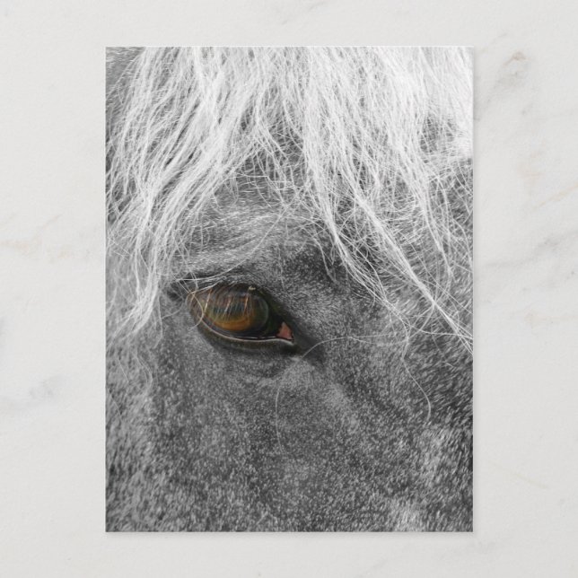 Cartão postal Clydesdale Horse (Frente)