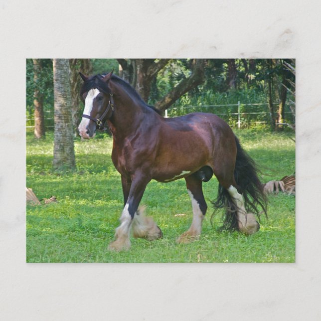 Cartão Postal Clydesdale Horse (Frente)