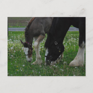 Cartão Postal Clydesdale Mare & Colt