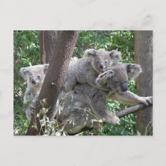 Cartão Postal Coala QLD Austrália