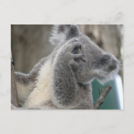 Cartão Postal Coala QLD Austrália