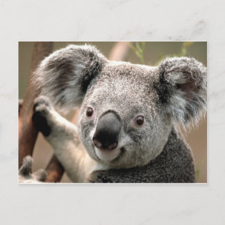 Cartão Postal coala un animal unico