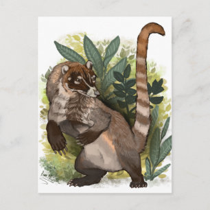 Cartão Postal Coatamundi ou White Noss Coati