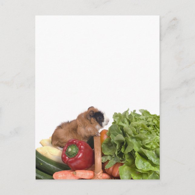 Cartão Postal cobaia num cesto de vegetais (Frente)