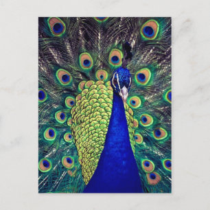 Cartão Postal Cobalto Blue Peacock