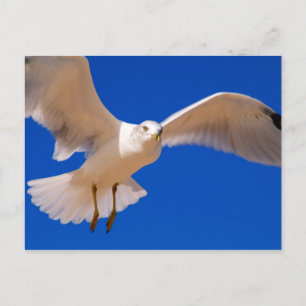 Cartão Postal Cobertura