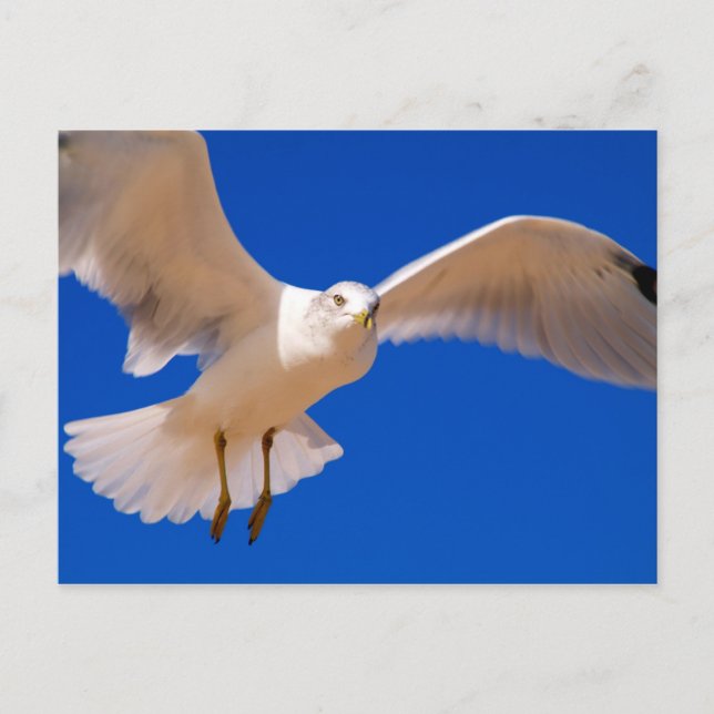 Cartão Postal Cobertura (Frente)