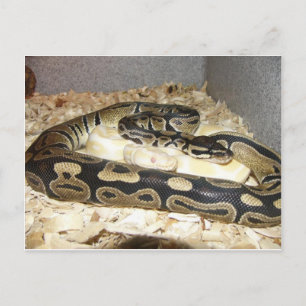 Cartão postal cobra