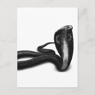 Cartão Postal Cobra
