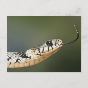 Cartão Postal Cobra-de-água
