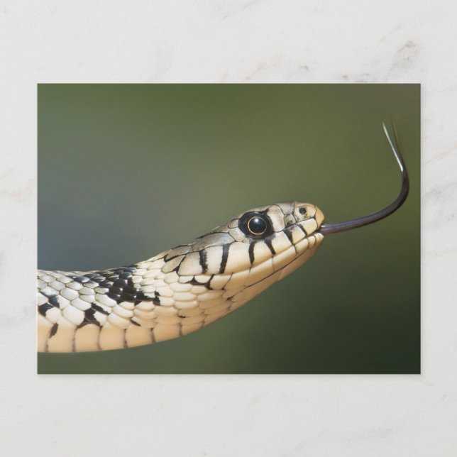 Cartão Postal Cobra-de-água (Frente)