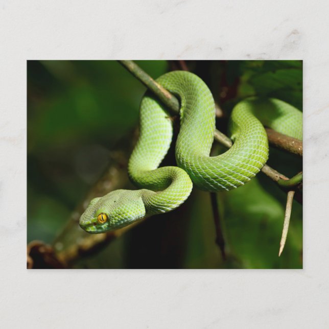 Cartão Postal Cobra de Árvore Verde Encerrado (Frente)