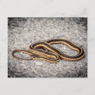 Cartão Postal Cobra de Fita Oriental (Garter Cobra)