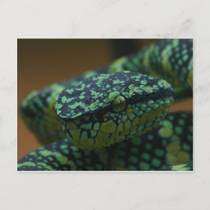 Cartão Postal Cobra de olhos verdes