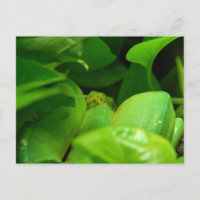 cobra de pitão verde