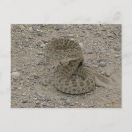 Cartão Postal Cobra de pradaria R9 enrolada