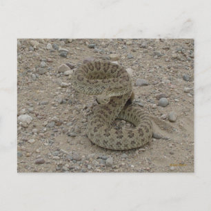 Cartão Postal Cobra de pradaria R9 enrolada