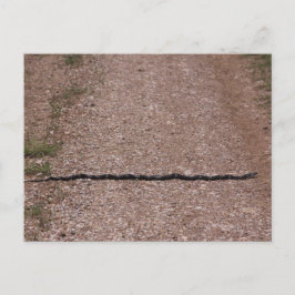 Cartão Postal Cobra de rato