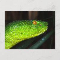 Cobra de víbora verde Stejneger