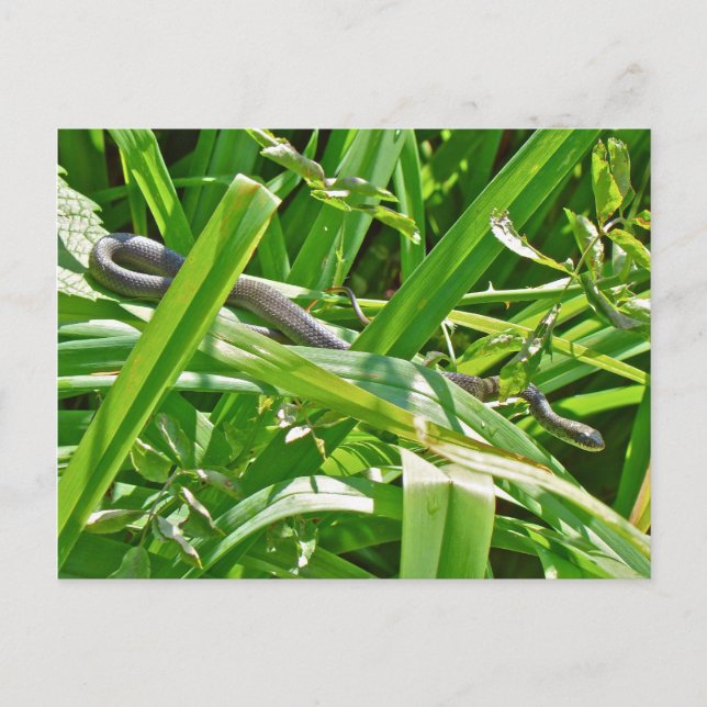 Cartão Postal Cobra do Rato Negro Bebê - obsoleta do Elaphe (Frente)