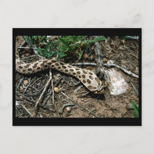 Cartão Postal Cobra Hognose Ocidental