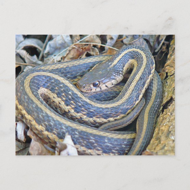 Cartão Postal Cobra Listrada. (Frente)