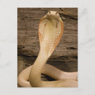 Cartão Postal Cobra Monocelada Albina, Naja kaouthia, enrolada
