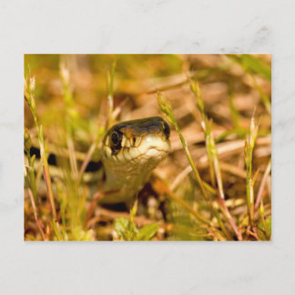 Cartão Postal Cobra na grama