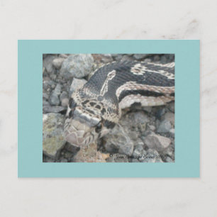 Cartão Postal Cobra (Pituophis catenifer sayi)