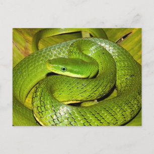 Cartão Postal Cobra-Rato Verde