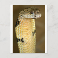 cobra-rei