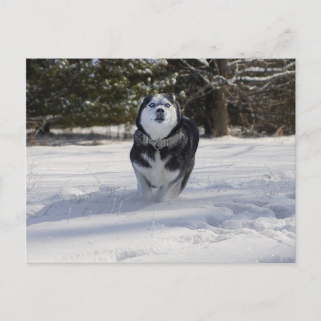 Cartão Postal Cobrando pelo Postcard (Frente)