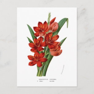 Cartão Postal Coccinea de Schizostylis (lírio do Kaffir)
