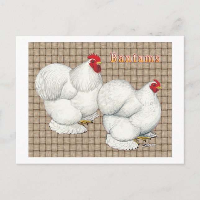 Cartão Postal Cochim:  Bantams brancos (Frente)