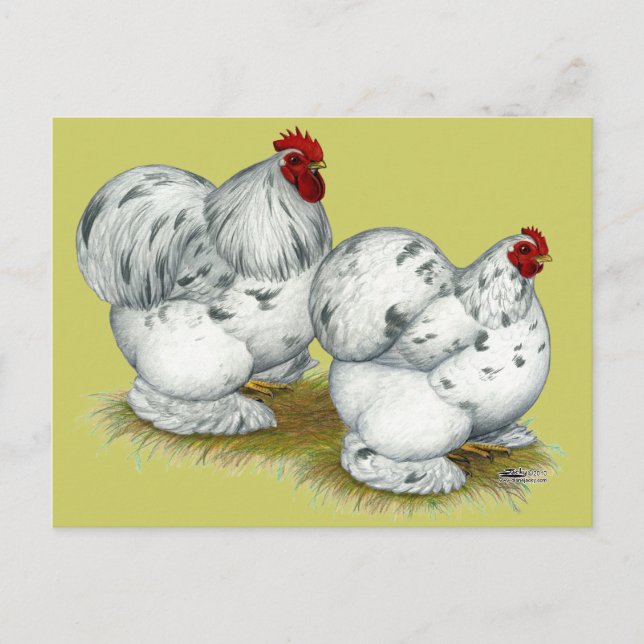Cartão Postal Cochim:  Splash Bantams (Frente)