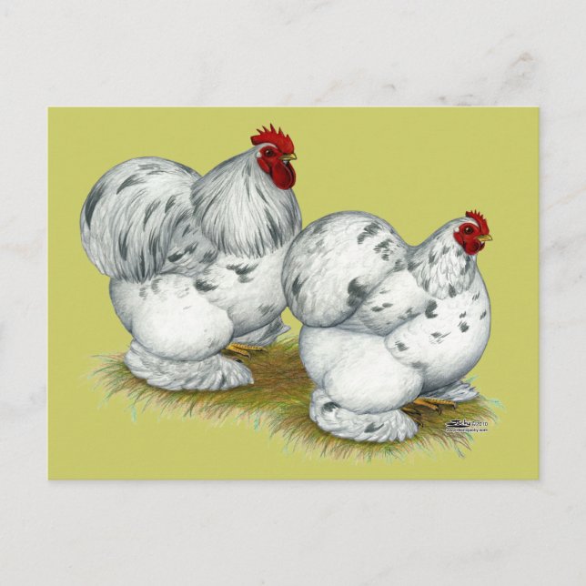 Cartão Postal Cochin: Splash Bantams (Frente)