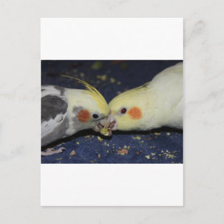 Cartão Postal Cockatiel Love